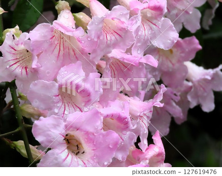 雨季樹花：雨後清晨的喇叭花：淡粉紅色 127619476