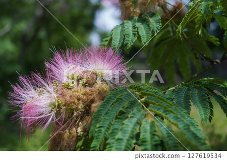Nemnoki flower Nemnoki flower 127619534