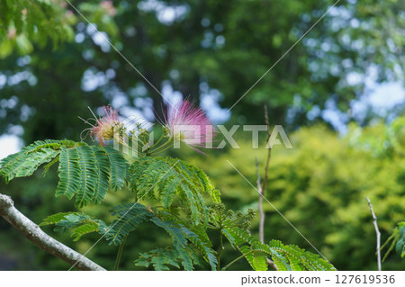 Nemnoki flower 127619536