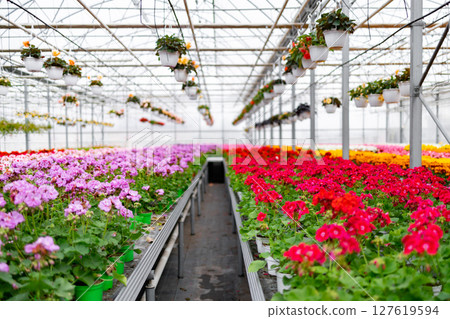 Inside a bright greenhouse, vibrant rows of blooming flowers are arranged, creating a colorful display of nature. Inside a bright greenhouse, vibrant rows of blooming flowers are arranged, creating a colorful display of nature. 127619594