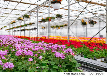 View of a vibrant greenhouse filled with colorful flowers under a glass ceiling, creating a bright and natural scene. View of a vibrant greenhouse filled with colorful flowers under a glass ceiling, creating a bright and natural scene. 127619596