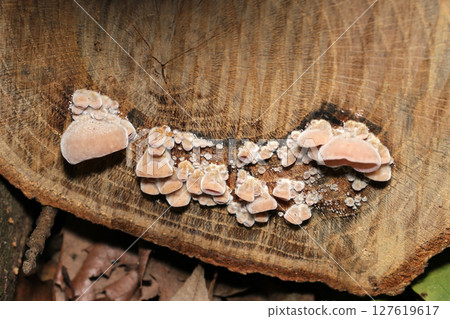 A large stump with a group of immature, light brown tubular Auricularia mushrooms (macro photography of fungi and mushrooms in the natural environment) 127619617