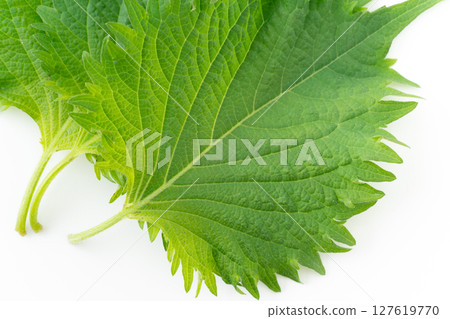 Close-up of a perilla leaf on a white background 127619770