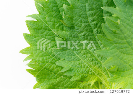 Close-up of a perilla leaf on a white background 127619772