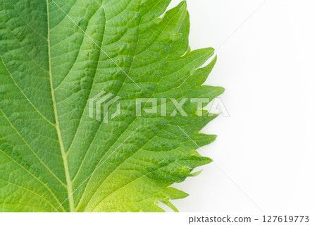 Close-up of a perilla leaf on a white background 127619773