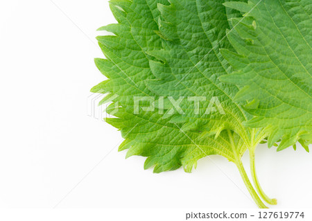 白色背景下紫蘇葉的特寫鏡頭 127619774
