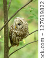 Ezo Owl 127619822
