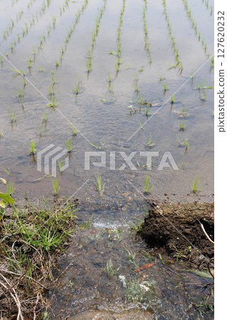 Water flowing from an irrigation canal into a rice field Water flowing from an irrigation canal into a rice field 127620232