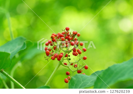 老石頭 老石頭 127620239