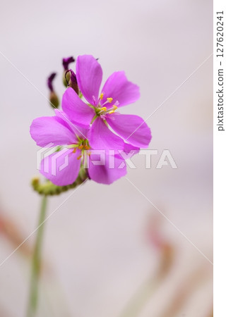 非洲茅膏花椰菜 127620241
