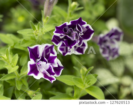 紅紫色矮牽牛 127620513