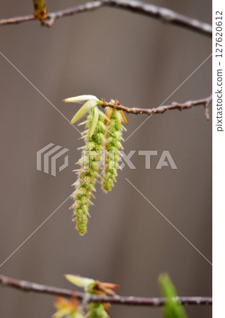 熊海鯨花 熊海鯨花 127620612
