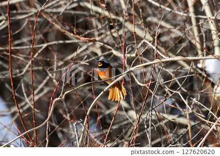 A Daurian redstart singing with its tail feathers spread 127620620