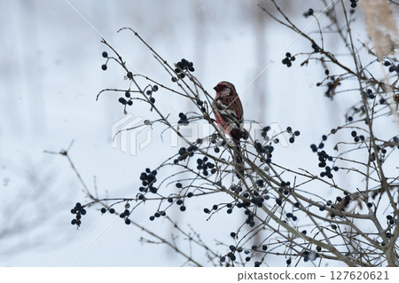 A scarlet finch resting on a purple bark in winter 127620621