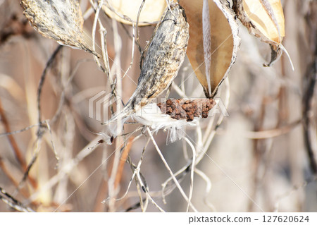 Gagai's seed Gagai's seed 127620624