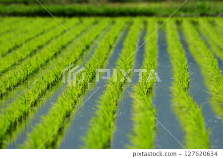 Rice growing steadily Rice growing steadily 127620634