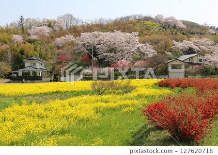 The area around Fukushima City's Hanamiyama Park is a modern-day utopia The area around Fukushima City's Hanamiyama Park is a modern-day utopia 127620718