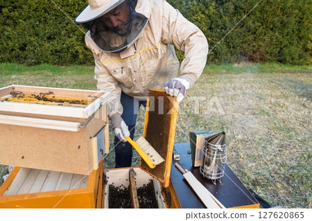 Beekeeper Inspecting Honeycomb Frame with Brush in Apiary for Honey Production 127620865