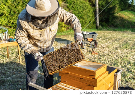 Beekeeper Inspecting Honeycomb Frame Covered with Bees in Apiary for Honey Production 127620878