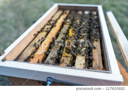 Busy Bees on Honeycomb Frames in a Wooden Beehive, Apiculture and Beekeeping Industry 127620882