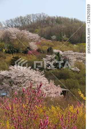 The area around Fukushima City's Hanamiyama Park is a modern-day utopia The area around Fukushima City's Hanamiyama Park is a modern-day utopia 127620889