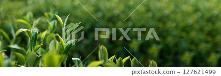 Banner Green tea tree leaves field young tender bud herbal Green tea tree in camellia sinensis organic farm. Panorama Fresh Tree tea leaf plant green nature in herbal farm background with Copy Space 127621499
