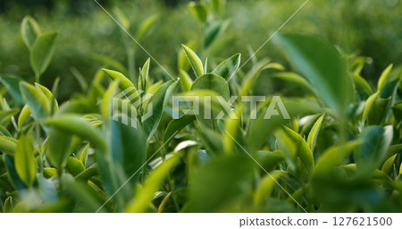 Green tea tree fresh leaves in eco herbal farm. Tree tea plantations in morning sun light. Freshness herbal natural garden farmland. Drinking organic relax heath plant. Green tea tree in farm Green tea tree fresh leaves in eco herbal farm. Tree tea plantations in morning sun light. Freshness herbal natural garden farmland. Drinking organic relax heath plant. Green tea tree in farm 127621500