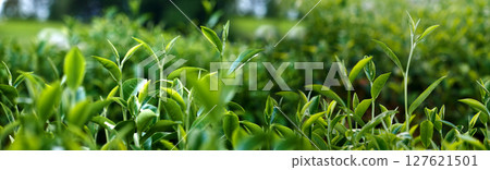 Banner Green tea tree leaves field young tender bud herbal Green tea tree in camellia sinensis organic farm. Panorama Fresh Tree tea leaf plant green nature in herbal farm background with Copy Space 127621501