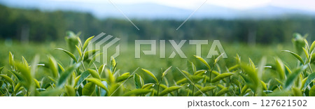Banner Green tea tree leaves field young tender bud herbal Green tea tree in camellia sinensis organic farm. Panorama Fresh Tree tea leaf plant green nature in herbal farm background with Copy Space 127621502