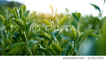 Green tea tree fresh leaves in eco herbal farm. Tree tea plantations in morning sun light. Freshness herbal natural garden farmland. Drinking organic relax heath plant. Green tea tree in farm Green tea tree fresh leaves in eco herbal farm. Tree tea plantations in morning sun light. Freshness herbal natural garden farmland. Drinking organic relax heath plant. Green tea tree in farm 127621503