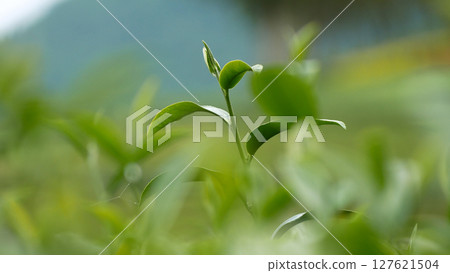Green tea tree fresh leaves in eco herbal farm. Tree tea plantations in morning sun light. Freshness herbal natural garden farmland. Drinking organic relax heath plant. Green tea tree in farm 127621504