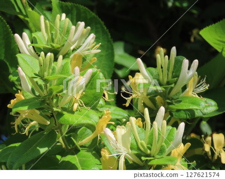 White and yellow honeysuckle flowers (close-up, natural light) 127621574