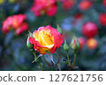 紅色和黃色花瓣玫瑰 127621756