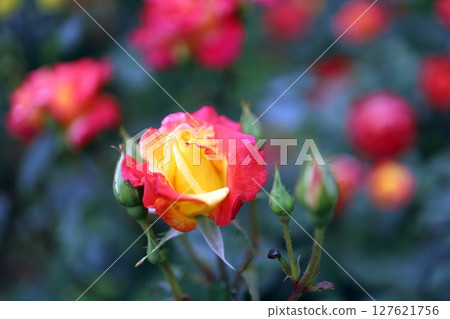 紅色和黃色花瓣玫瑰 127621756