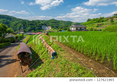 Rural scenery in Akiyama, rice terraces in Tomioka 127621965
