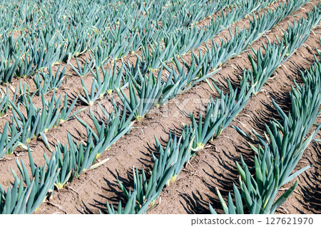 A field of leeks planted in neat rows 127621970