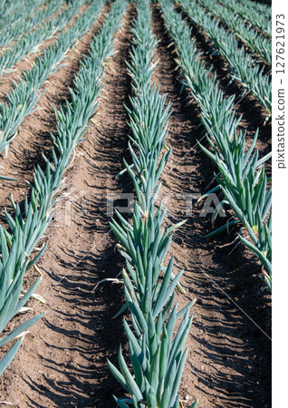 A field of leeks planted in neat rows A field of leeks planted in neat rows 127621973