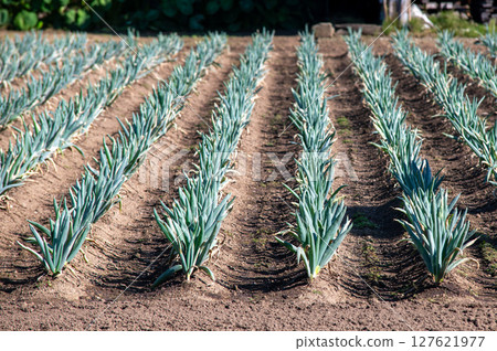 一排排整齊種植的韭菜田 127621977