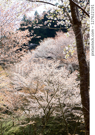 Spectacular spring scenery: Mount Yoshino, Nakasenbon white mountain cherry blossoms, Nara Prefecture 127622191