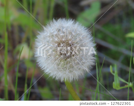 Dandelion fluff swaying in the soft spring sunlight (close-up) 127622301
