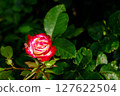 一朵紅玫瑰 127622504