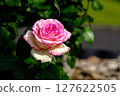 玫瑰 127622505