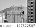 一隻烏鴉棲息在天線上 127622507