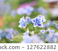 藍白漸層繡球花 - 金平糖 127622882