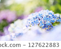 盛開的藍色繡球花的特寫，前景和背景散景 127622883