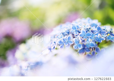 盛開的藍色繡球花的特寫,前景和背景散景 盛開的藍色繡球花的特寫,前景和背景散景 127622883