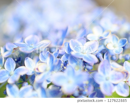 Close-up of a hydrangea in light blue and white gradation 127622885