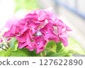 紫色繡球花中盛開的淡藍色花朵 127622890