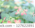 盛開的紅色繡球花 127622891