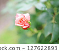 橙色玫瑰花蕾 127622893